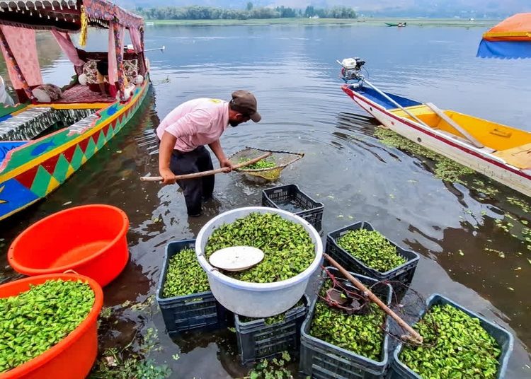 Water Chestnut from Dal Lake contains elevated levels of heavy metals, study finds