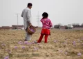 Saffron growers fear further production slump amid dry weather