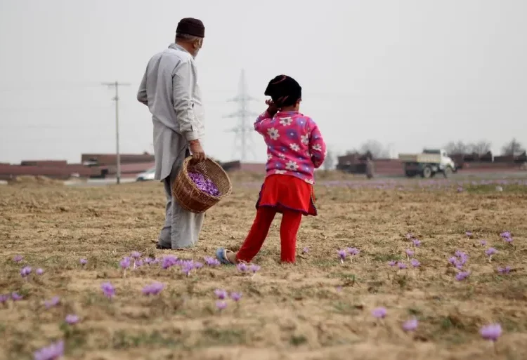 Saffron growers fear further production slump amid dry weather